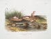 Missouri-gnagaren i naturlig storlek - John Woodhouse Audubon — vy av konstverket