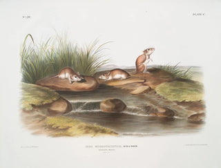 John Woodhouse Audubon - Mus missouriensis Missouri Mouse Natural size.webp