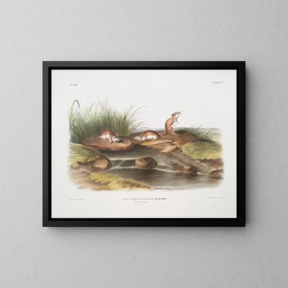 John Woodhouse Audubon - Mus missouriensis Missouri Mouse Natural size.webp