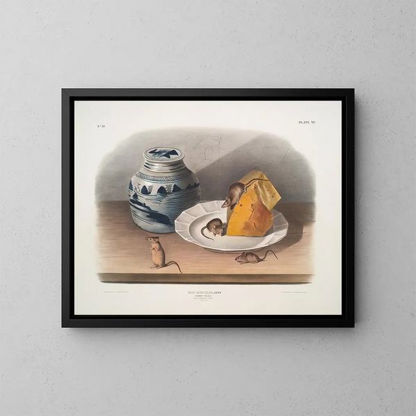 Mus vanlig hanar och honor ung storlek naturlig - John Woodhouse Audubon — inramlat konstverk på väggen