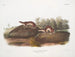 Fouine amerikanska - John Woodhouse Audubon — vy av konstverket