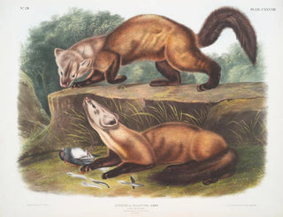 tallmöss hanar och honor i vinterpäls i naturlig storlek - John Woodhouse Audubon — vy av konstverket