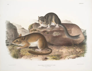 John Woodhouse Audubon - Neotoma Drummondii Rocky Mountain Neotoma Natural size.webp