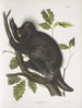 den kanadensiska igelkotten Hystrix dorsata - John Woodhouse Audubon — vy av konstverket