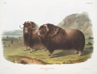 Bœufs musqués mâles - John Woodhouse Audubon — vy av konstverket