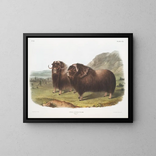 Bœufs musqués mâles - John Woodhouse Audubon — inramlat konstverk på väggen