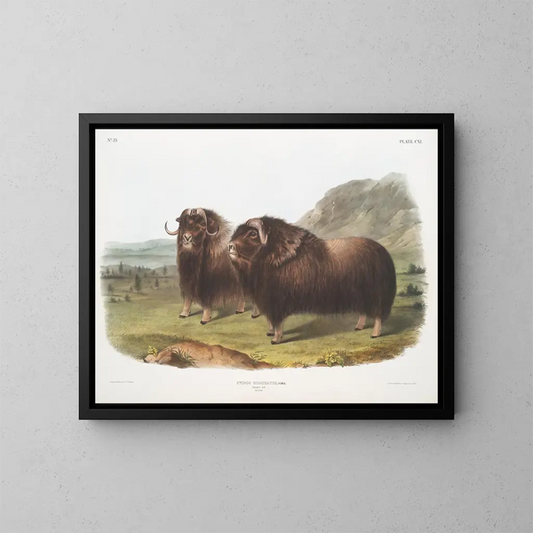 Bœufs musqués mâles - John Woodhouse Audubon — inramlat konstverk på väggen