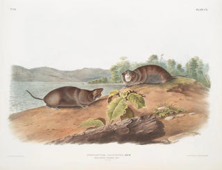 John Woodhouse Audubon - Pseudostoma talpoides Moleshaped Pouched Rat Natural size.webp