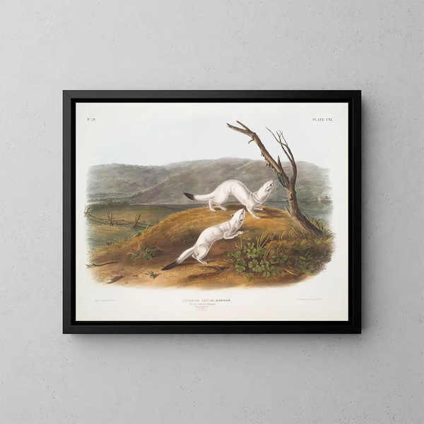 Belette smidig hane och hona i naturlig storlek vinterpäls - John Woodhouse Audubon — inramlat konstverk på väggen
