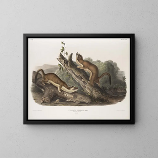 John Woodhouse Audubon - Putorius frenata Bridled Weasel Males Natural size.webp
