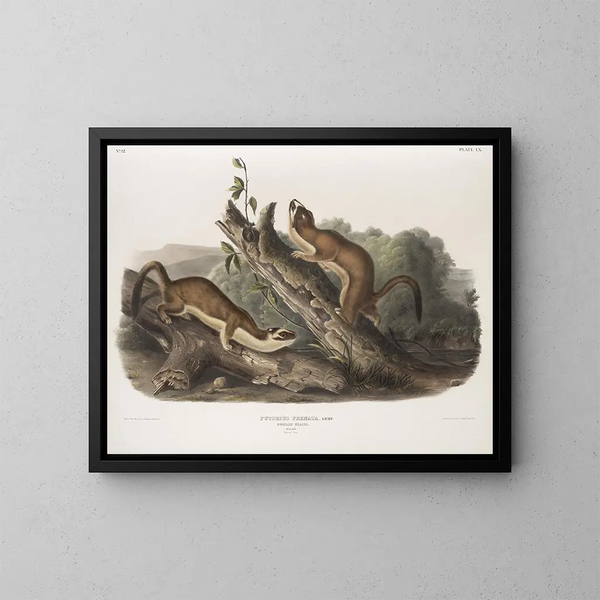 Fouine à collerette, mâles, taille naturelle - John Woodhouse Audubon — inramlat konstverk på väggen