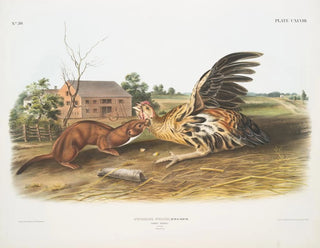 Fouine fauve mâle taille naturelle - John Woodhouse Audubon — vy av konstverket