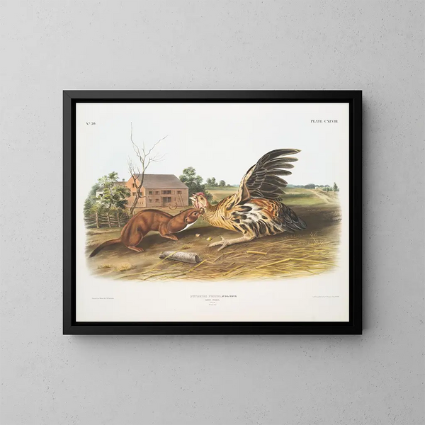 Fouine fauve mâle taille naturelle - John Woodhouse Audubon — inramlat konstverk på väggen