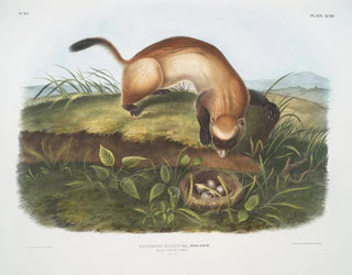 John Woodhouse Audubon - Putorius nigripes Blackfooted Ferret Natural size.webp