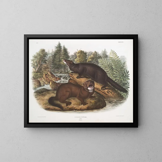 John Woodhouse Audubon - Putorius vison Mink Natural size Male  female.webp