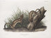Fouine blanche taille naturelle 1 mâle 2 femelles - John Woodhouse Audubon — vy av konstverket