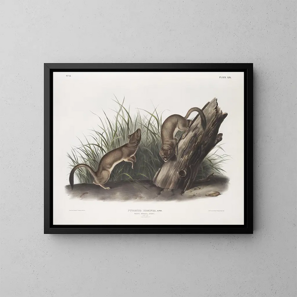 Fouine blanche taille naturelle 1 mâle 2 femelles - John Woodhouse Audubon — inramlat konstverk på väggen