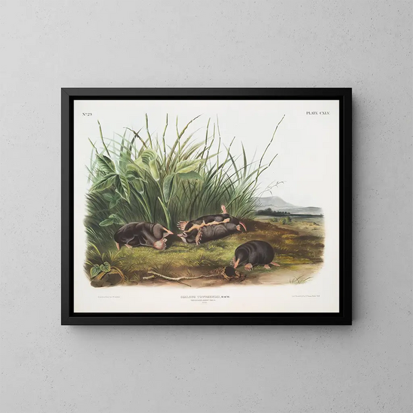 Sorex townsendii, naturlig storlek - John Woodhouse Audubon — inramlat konstverk på väggen
