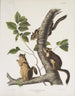 Sciurus douglasii Ekorre Douglas Naturlig storlek 1 Hane 2 Honor - John Woodhouse Audubon — vy av konstverket