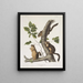 Sciurus douglasii Ekorre Douglas Naturlig storlek 1 Hane 2 Honor - John Woodhouse Audubon — inramlat konstverk på väggen