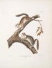 skogssköldpadda Sciurus laniginosus, naturlig storlek - John Woodhouse Audubon — vy av konstverket