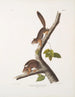 Sciurus richardsonii, colombiansk ekorre av Richardson, naturlig storlek, hane och hona - John Woodhouse Audubon — vy av konstverket