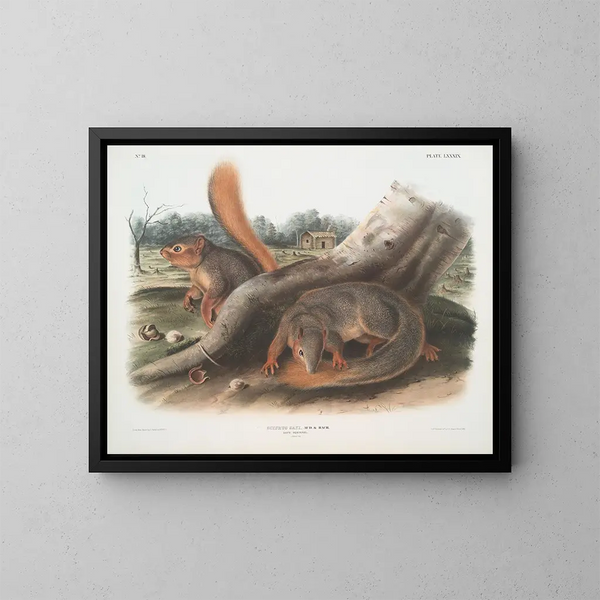 Squirrel i naturlig storlek - John Woodhouse Audubon — inramlat konstverk på väggen