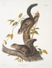 Sciurus colliaei Collie Ekorre Naturlig storlek - John Woodhouse Audubon — vy av konstverket