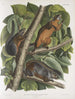 Sciurus ferruginiventris Ekorre med rödbrunt mage Naturlig storlek Hane Hona och Ung - John Woodhouse Audubon — vy av konstverket