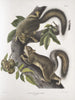 Sciurus leporinus Ekorre hare Naturlig storlek - John Woodhouse Audubon — vy av konstverket