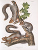 Sciurus migratorius Ekorre migrator Storlek i naturlig storlek 1 Gammal hane 2 Honor 3 Ungar - John Woodhouse Audubon — vy av konstverket