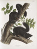 Sciurus niger Ekorre svart Naturlig storlek 1 Hane 2 Honor - John Woodhouse Audubon — vy av konstverket