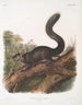 Sciurus nigrescens Svartharen Ekorre Hane Naturlig storlek - John Woodhouse Audubon — vy av konstverket