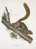Sciurus rubricaudatus Ekorre med rödaktig svans Naturlig storlek Hane - John Woodhouse Audubon — vy av konstverket