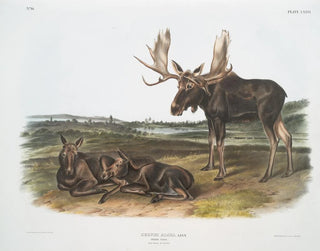 Serviteur des élans - John Woodhouse Audubon — vy av konstverket