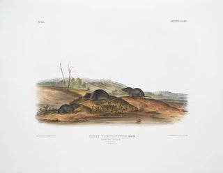 Sorex carolinensis, Caroline mus, hanar och honor, naturlig storlek - John Woodhouse Audubon — vy av konstverket