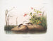 Sorex palustris, amerikansk sumpmus, naturlig storlek - John Woodhouse Audubon — vy av konstverket