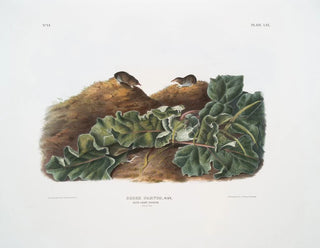Sorex parvus, den östra jordhumlan, i naturlig storlek - John Woodhouse Audubon — vy av konstverket