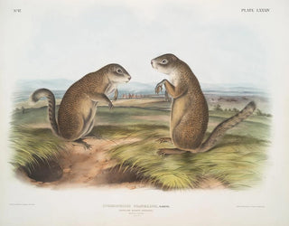 Marmotte av Franklin han- och honar i naturlig storlek - John Woodhouse Audubon — vy av konstverket