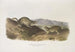 Spermophilus Richardsonii, Richardson-sorken, i naturlig storlek - John Woodhouse Audubon — vy av konstverket