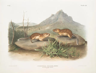 Spermophile tacheté, écureuil marmotte de Californie, taille naturelle - John Woodhouse Audubon — vy av konstverket
