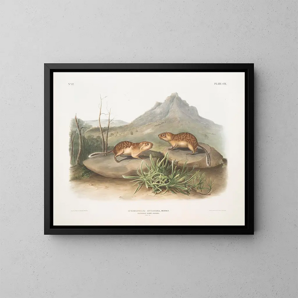 Spermophile tacheté, écureuil marmotte de Californie, taille naturelle - John Woodhouse Audubon — inramlat konstverk på väggen