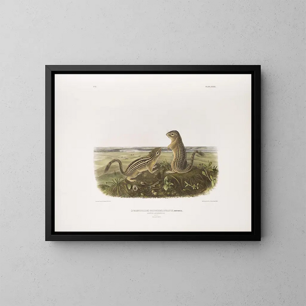 Spermophile à treize bandes, taille naturelle, mâle och femelle - John Woodhouse Audubon — inramlat konstverk på väggen