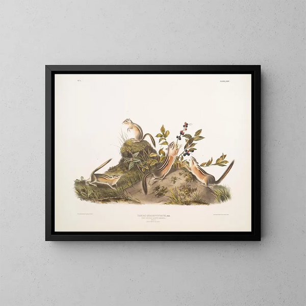 Squirrel terrestre à quatre bandes - John Woodhouse Audubon — inramlat konstverk på väggen