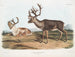 Caribou eller amerikansk ren hanar 1 sommarpäls 2 vinterpäls - John Woodhouse Audubon — vy av konstverket