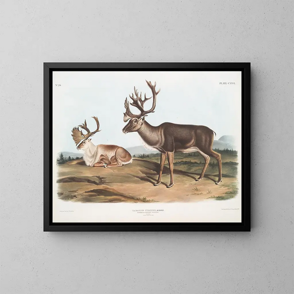 Caribou eller amerikansk ren hanar 1 sommarpäls 2 vinterpäls - John Woodhouse Audubon — inramlat konstverk på väggen