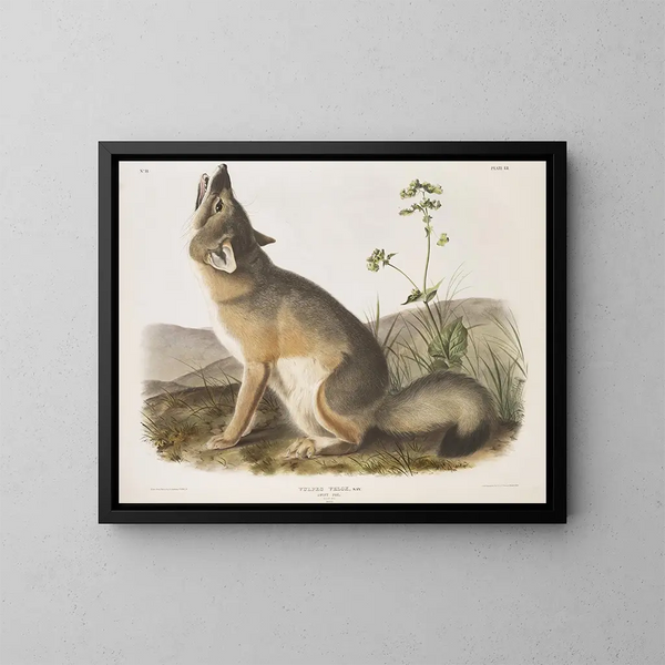 Renard rapide taille naturelle mâle - John Woodhouse Audubon — inramlat konstverk på väggen