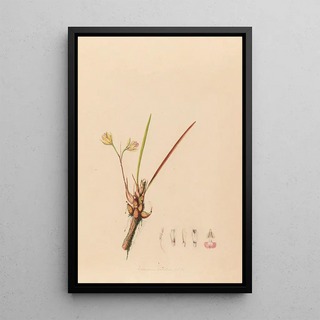 Joo Barbosa Rodrigues - Iconographie des orchidees du Bresil Pl08.webp