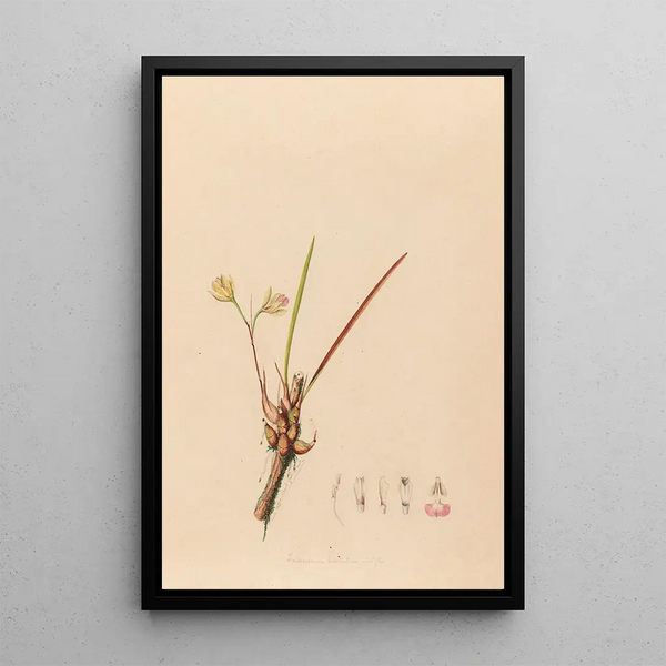 Joo Barbosa Rodrigues - Iconographie des orchidees du Bresil Pl08.webp