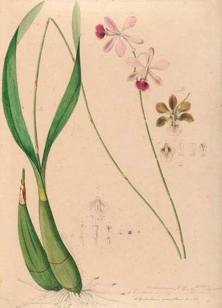 Joo Barbosa Rodrigues - Iconographie des orchidees du Bresil Pl13.webp